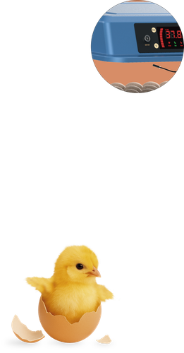 chocadeira nova hotsite pintinho detalhe.png