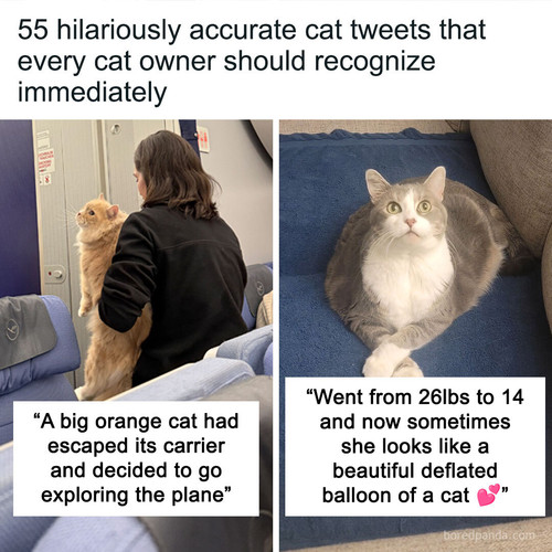 funny relatable cat tweets sharing.jpg