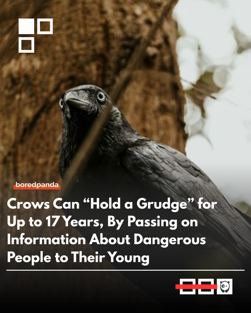 Crows.png