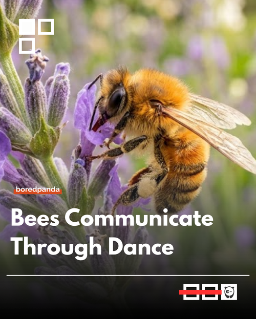 bees.png
