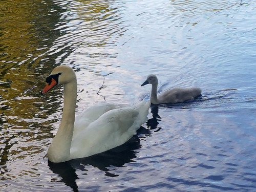 Swans and Cygnets 30