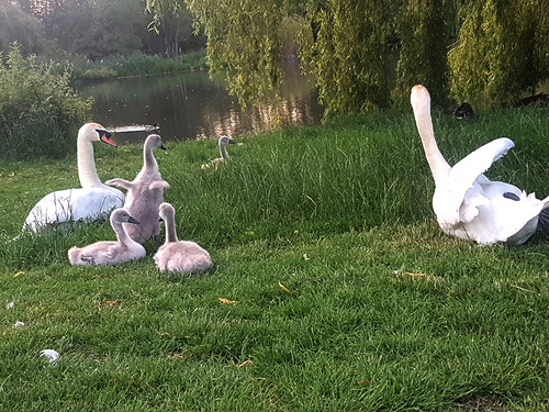 Swans and Cygnets 34