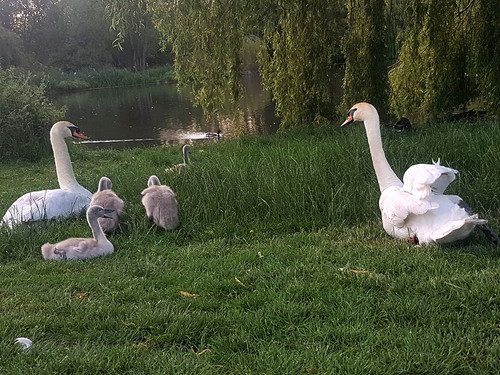 Swans and Cygnets 35