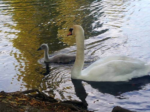 Swans and Cygnets 31