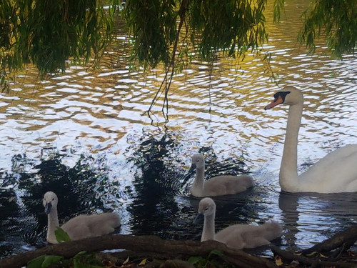 Swans and Cygnets 28