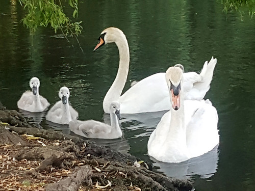 Swans and Cygnets 32.jpg