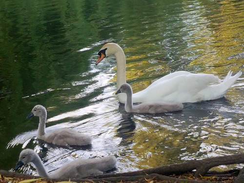Swans and Cygnets 29