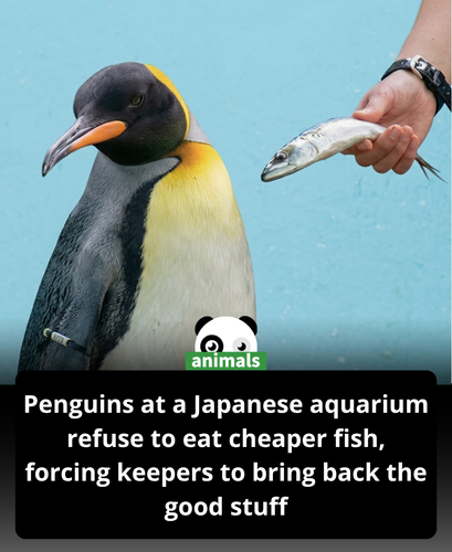 682. A Japanese aquarium tried switching its penguins to cheaper fish to save money during inflation.png