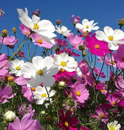 CosmosFlower.jpg