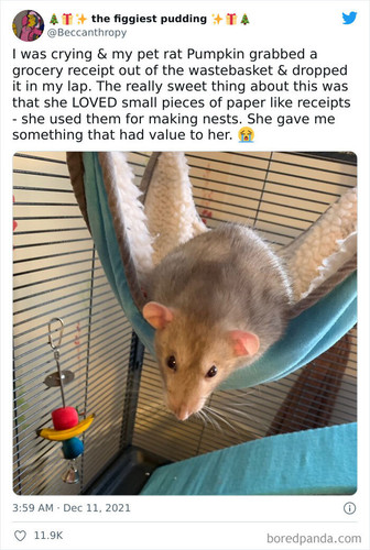 intelligent pets.jpg