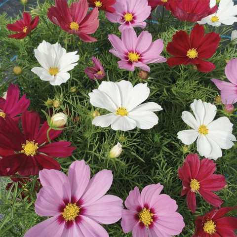 80 016 floriculture greens original imafb26z3cxyk635.jpg