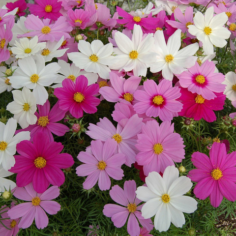 20 cosmos flower seeds for all season seed 50 per packet alpine original imah6j8fe89gzmzt.jpg