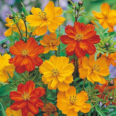 6 1wild cosmos garden plants sweet smelling bdsresolve original imagstwy7hxhqdgu.jpg