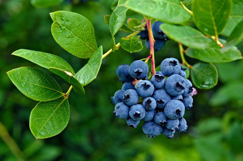 BLUEBERRY 3.jpg
