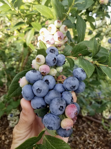 DiMeo+Blueberry+Plants+Yield+Loads+of+Organic+Blueberries.jpg