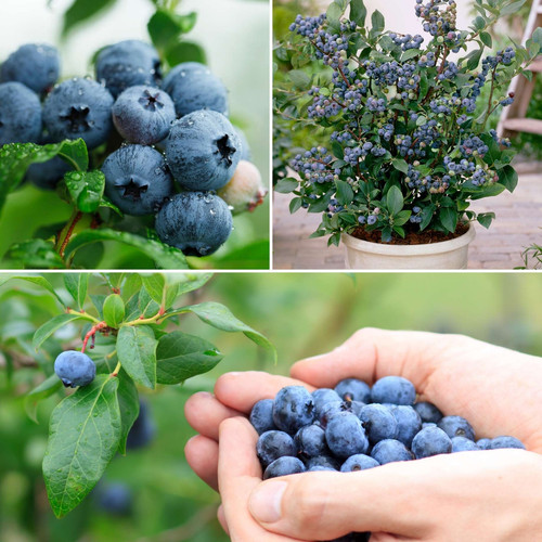 All season blueberry ded32507 cba7 4965 ab4b 2b59dce386a4.jpg