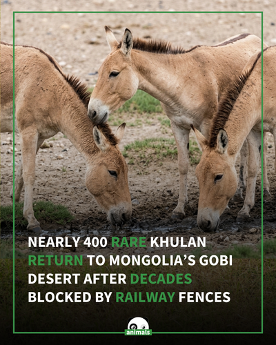 691. When 1,500m of fencing was removed from the Trans Mongolian Railway, a long lost animal reclaim.png