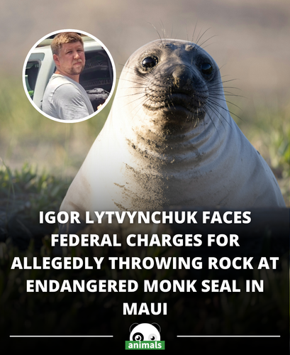683. Igor Lytvynchuk Arrested And Facing Federal Charges After Alleged Attack On Endangered Hawaiian.png