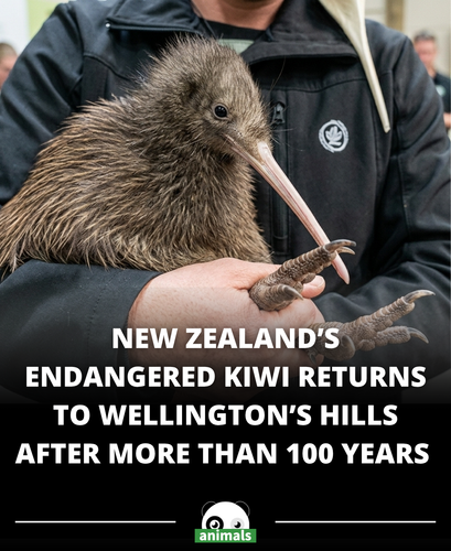 690. Iconic endangered bird returned to New Zealand’s capital after a century’s absence.png