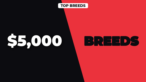 thumb dog breeds with highest insurance rates landscape.png