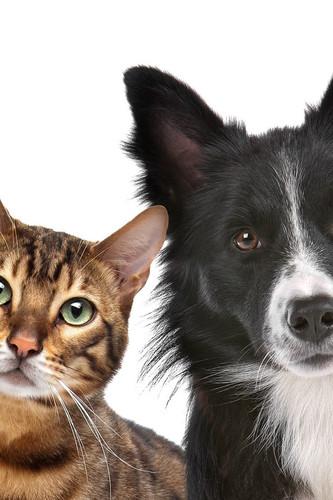 Es cierto que los perros quieren más a las personas que los gatos.jpg
