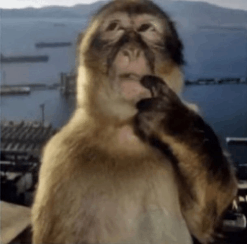 monkey think meme.png