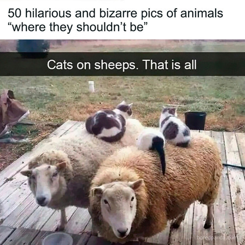 funny animals.jpg