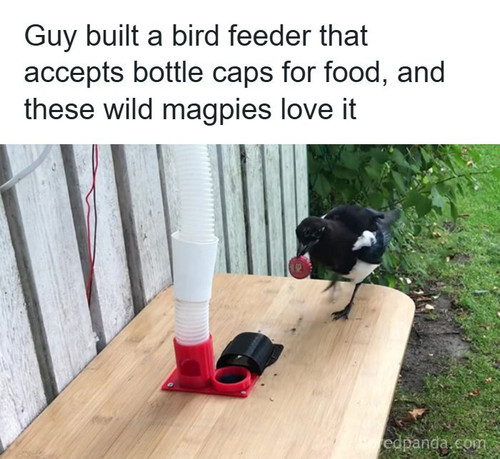 magpies recycling machine bottle caps.jpg