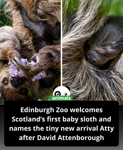 672. Scotland's first baby sloth born at Edinburgh Zoo has been named after Sir David Attenborough.png