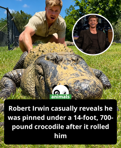 669. Robert Irwin details dangerous encounter after jumping on crocodile.png
