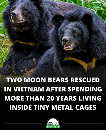 671. 2 Bears Who ‘Spent Years in Darkness’ in Cramped Indoor Cages Are Set to Enjoy the Outdoors for.png