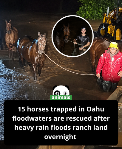 670. 15 Horses Escape Floodwaters Thanks to Midnight Rescue Effort.png