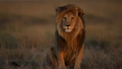 01 lion populations nationalgeographic 1777804.webp
