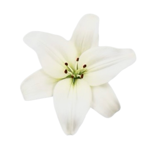 IMG 1532.png