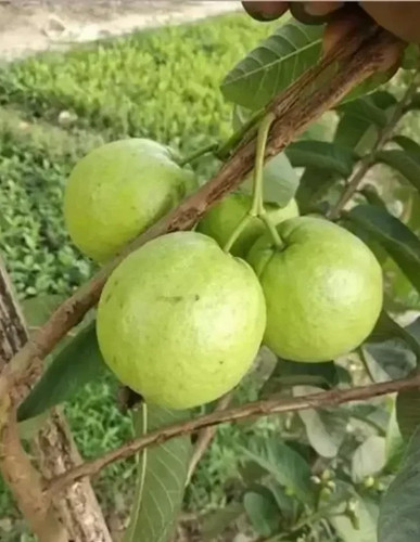 green guava plant.jpg
