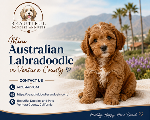 Mini Australian Labradoodle in Ventura County.png