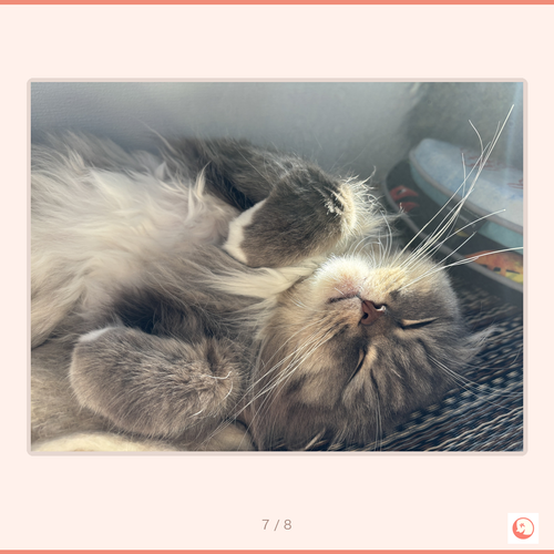 1c8a7e904944.png