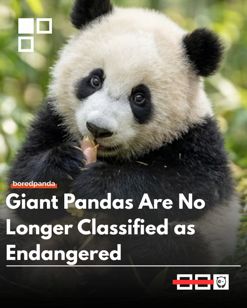 panda.png