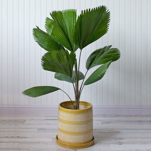 China palm 500x500.jpg