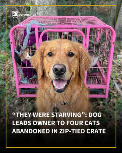 Dog crate rescue BP Main.png