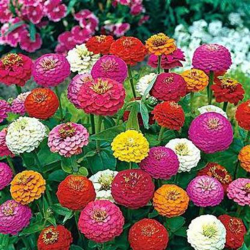 50 zinnia mix flower seeds pack of 50 inndiana original imafyzag9zahf58h.jpg
