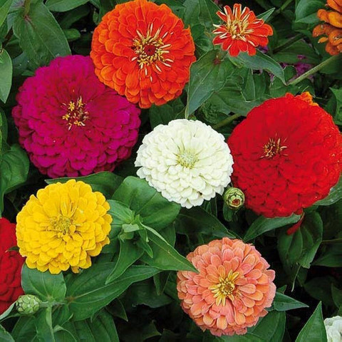 20 zinnia seeds for home garden high germination 20 seeds original imagt6fmujgdg89b.jpg