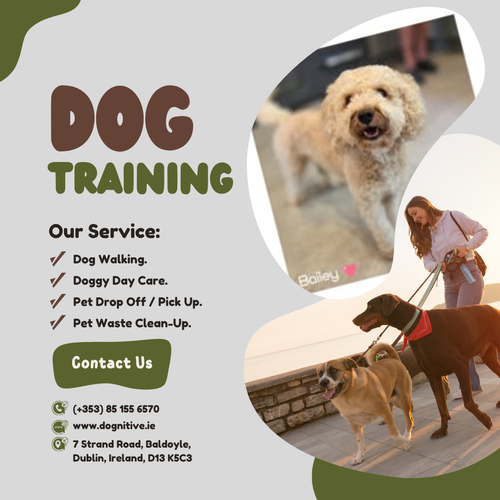 Dog Training Classes in Dublin.png