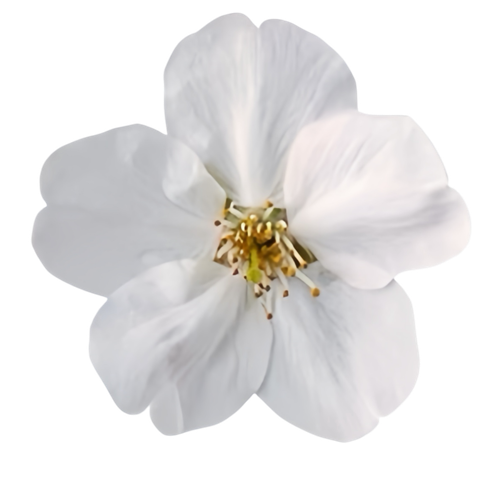 IMG 1535.png