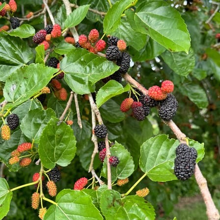 mulberry2 480x480.jpg