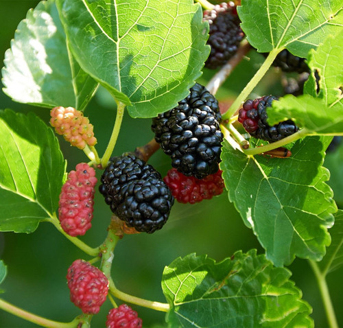 Mulberry 1.jpg