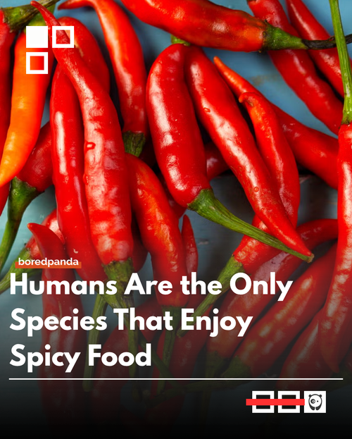 spice.png