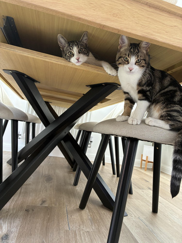 cats.jpg