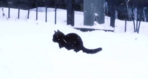cat2.jpg