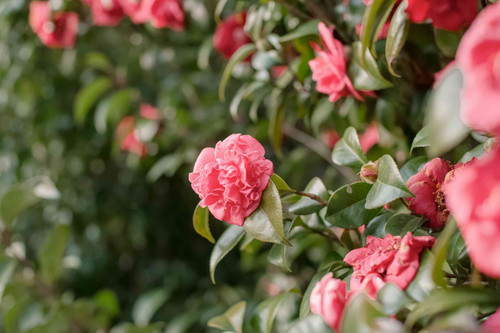 camellia flowers 1316021 5 93d4ac57872e466f8d9834ac1d996503.jpg